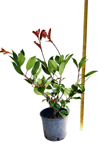 Photinia fraserii 'Red Robin' 