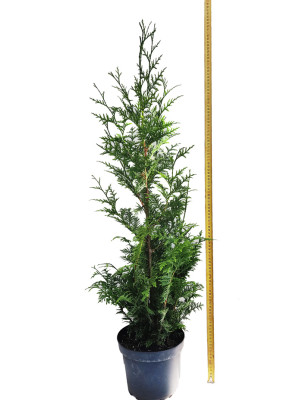 Thuja plicata 'Gelderland' 