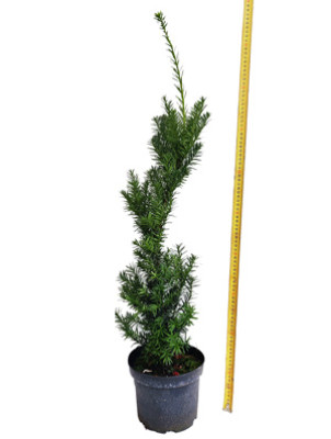 Taxus media 'Hicksi' 