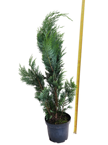 Chamaecyparis lawsoniana  'Columna Glauca'