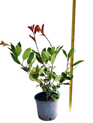 Photinia fraserii 'Red Robin' 