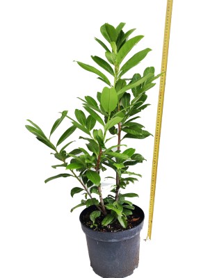 Prunus laurocerasus  'Novita' 