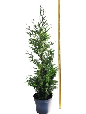 Thuja plicata 'Gelderland' 