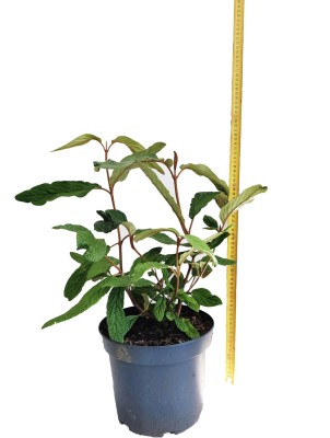 Viburnum 'Pragense'  
