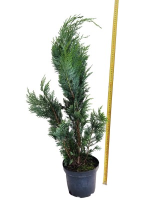 Chamaecyparis lawsoniana  'Columna Glauca'